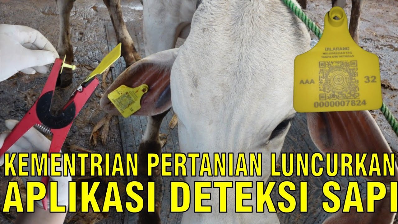 
                                 Eartag-Aplikasi-Deteksi-Sapi